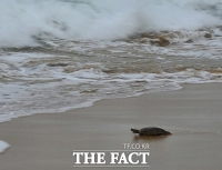  [TF포토] 태풍 '마이삭'  영향으로 부산 해운대 앞바다에 떠밀려온 거북이