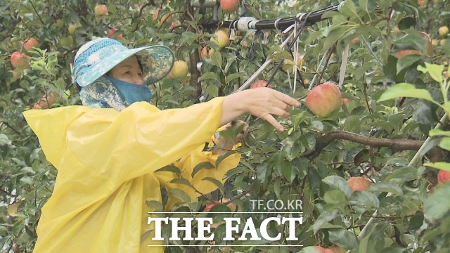 딸 수 있는 것을 수확해야 남원 인월면 사과농가에서 사과를 수확하고 있다. /남원시 제공