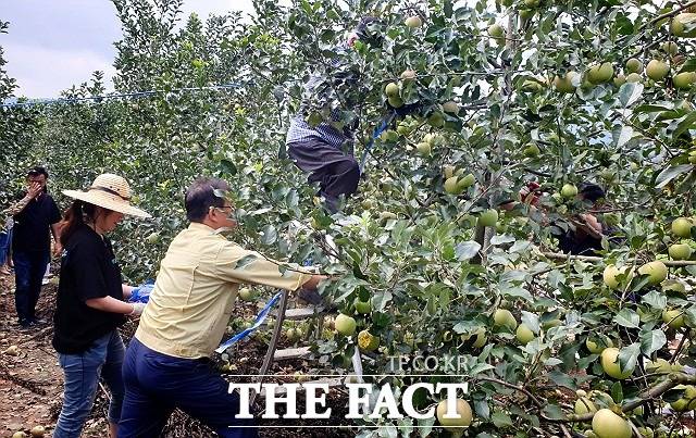 전북 정읍시 공무원들이 사과 수확을 돕고 있다. /정읍시 제공
