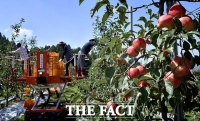 [TF사진관] 제10호 태풍 '하이선' 대비 나선 전북 사과농가