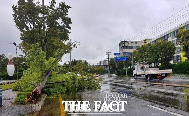 7일 오전 포항 볼링장 앞에 있던 가로수가 강풍에 쓰려져 도로를 막고 있다/포항=김달년기자