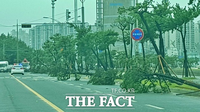 7일 오전 포항 송도해수욕장의 가로수 해송이 무더기로 쓰러져 있다/포항=김달년기자