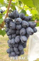  농진청, 고당도 포도 '스텔라' 개발…묘목 보급 중