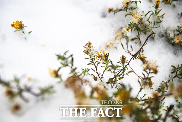 9일(현지시간) 미 콜로라도주 스키 휴양 도시 아스펜의 작은 꽃들에 눈이 덮여 있다.