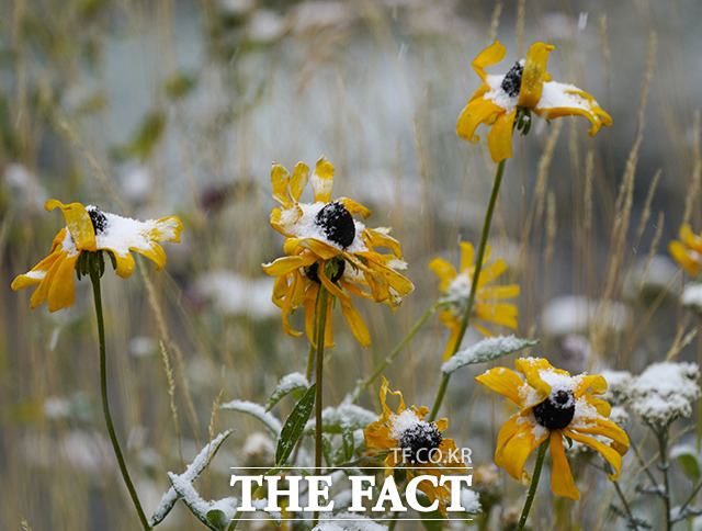 8일(현지시간) 미 콜로라도주 산간 지역에 눈을 동반한 폭풍이 휩쓸고 지나가 조지타운에 있는 꽃에 눈이 내려앉아 있다.