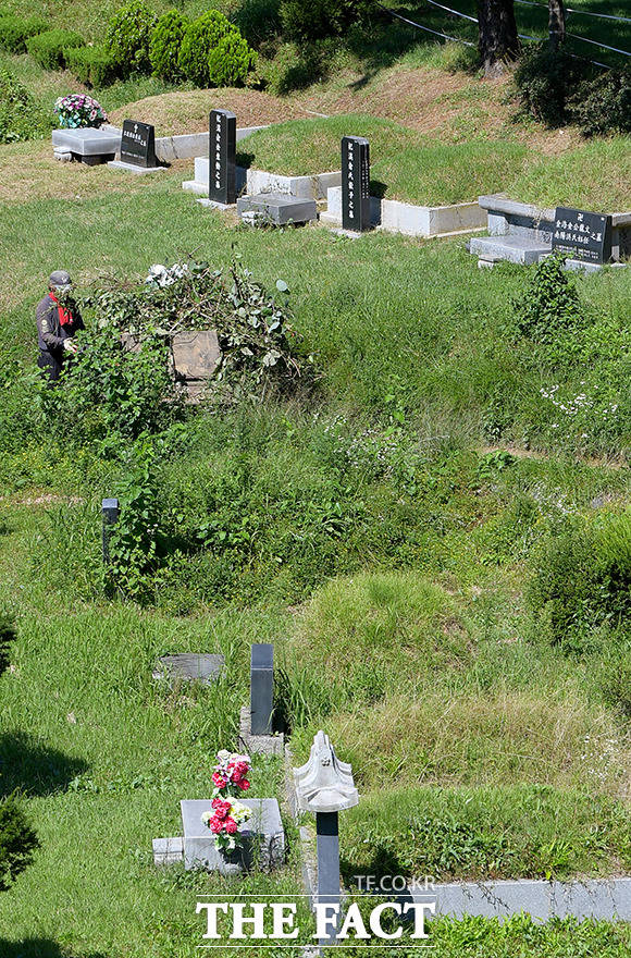묘지 주변의 나무와 잡초를 정리하는 관리자