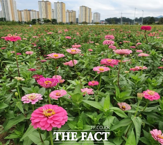 경북 김천시 율곡동 혁신도시에 백일홍 꽃이 만개해 장관을 이루고 있다./김천시 제공