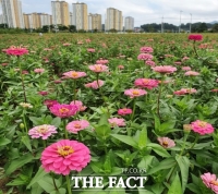  김천시 율곡동 혁신도시 KTX역 부근 백일홍 장관