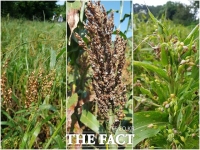  농촌진흥청, 잡곡 독성곰팡이 예방법 소개