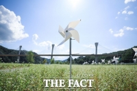  안동, 메밀꽃 소금 뿌린듯 숨이 막힐 지경