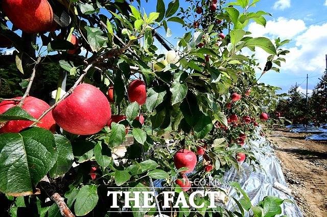 16일 전북 남원시 인월면의 한 사과농장에서 긴 장마와 태풍을 이겨낸 사과가 수확을 앞두고 있다. /남원시 제공