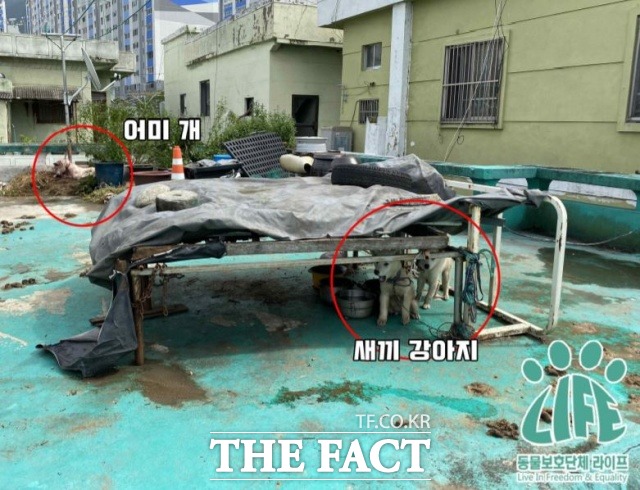 60대 남성 A씨는 18일 오전 9시40분쯤 부산 사상구에 있는 2층 주택 옥상에서 평소 자신에게 사납게 굴었다는 이유로 자신이 키우던 암컷 풍산개 머리를 망치로 수차례 때려 숨지게 한 혐의를 받고 있다. / 동물단체 라이프 제공.