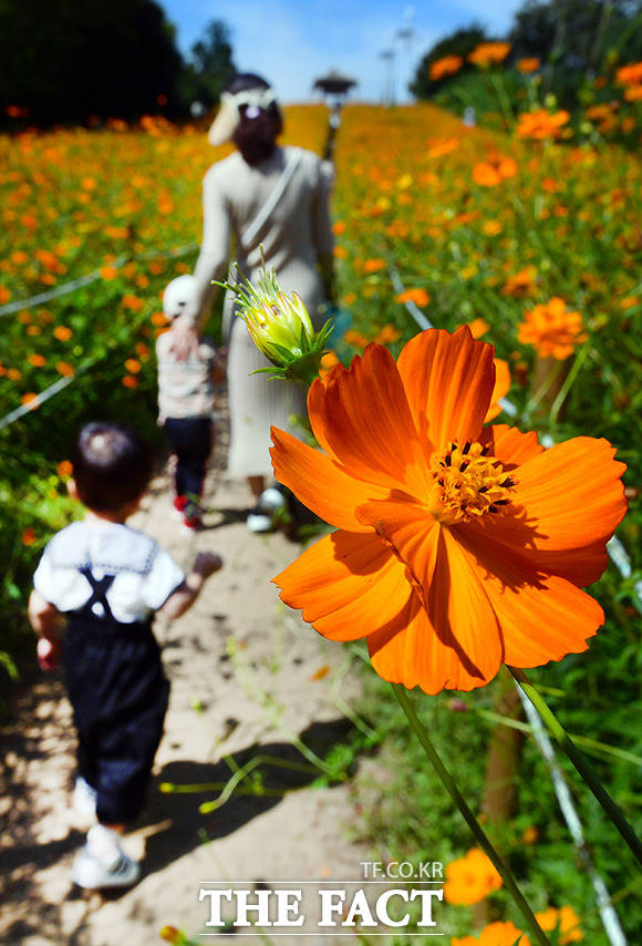 전국적으로 초가을 날씨를 보인 21일 오후 서울 송파구 올림픽공원 들꽃마루를 찾은 가족이 황화코스모스 밭을 걷고 있다. /이선화 기자