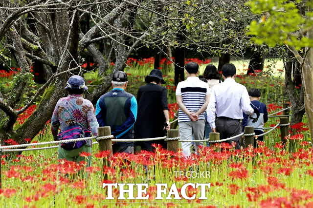 22일 오전 꽃무릇에 흠뻑 취한 관람객들. /정읍시 제공