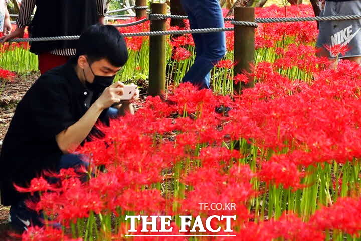 22일 내장산수목원을 찾은 한 관람객이 꽃무릇을 휴대전화에 담고 있다. /정읍시 제공