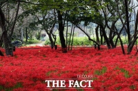 내장산수목원 '꽃무릇' 붉은 유혹에 풍덩