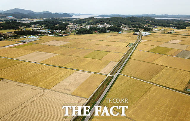완연한 가을 날씨를 보이는 23일 오전 경기도 김포시 하성면 일대가 황금빛으로 물들어 있다. /김포=남용희 기자