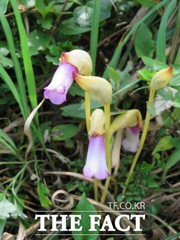 잎과 뿌리 없이 숙주에 기생해 자라는 기생식물 야고 군락지가 지난 28일 다도해해상국립공원 특별보호구역에서 발견됐다./ 다도해해상국립공원서부사무소 제공