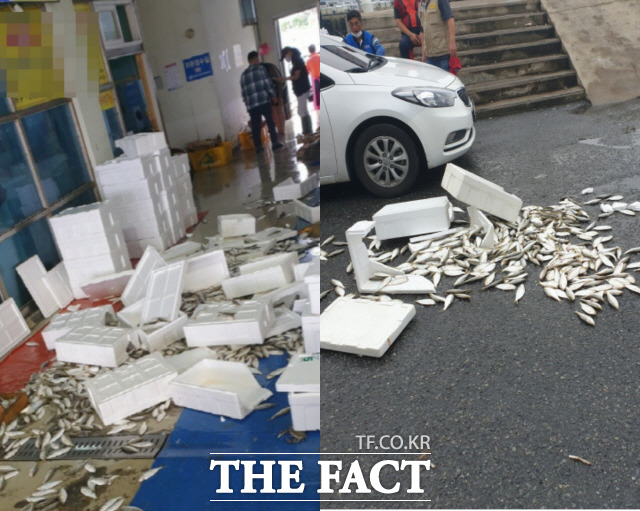 목포수협 활어위판장에서 4일 가을전어가 턱 없이 낮은 경매가격으로 낙찰되자 어민이 차라리 버리겠다면서 바닥에 전어를 쏟아버렸다. 이후 전어는 수협측의 주선으로 인근 식당에서 매입한것으로 전해졌다./목포=김대원 기자