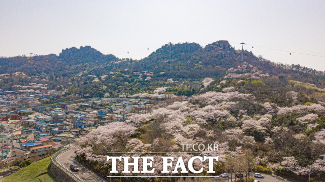 산 기슭에 벚꽃이 만발한 목포 랜드마크 유달산, 해상케이블카가 산 능선을 따라 오르내리다 목포 앞바다를 건너 고하도를 경유하며 산과 바다를 동시에 느낄 수 있는 풍광을 자랑한다./목포시 제공