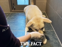  '사지 말고 입양하세요' LG유플러스, 유기동물 인식 개선 앞장