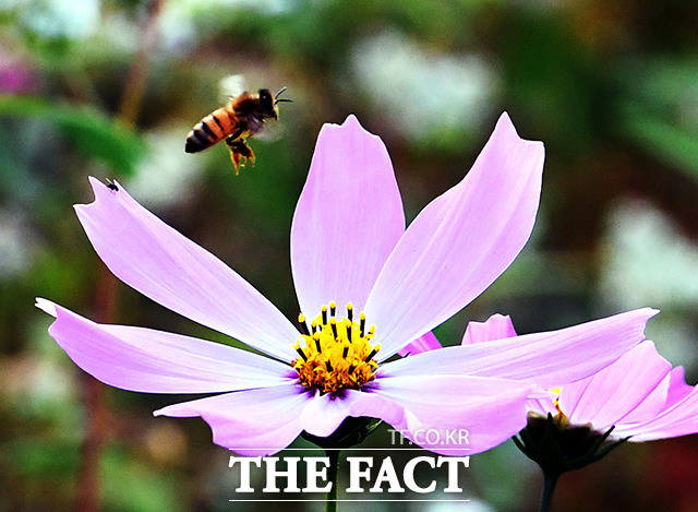 남해 인근 들녁에서 코스모스 주위를 날아다니며 꿀을 따는 꿀벌.