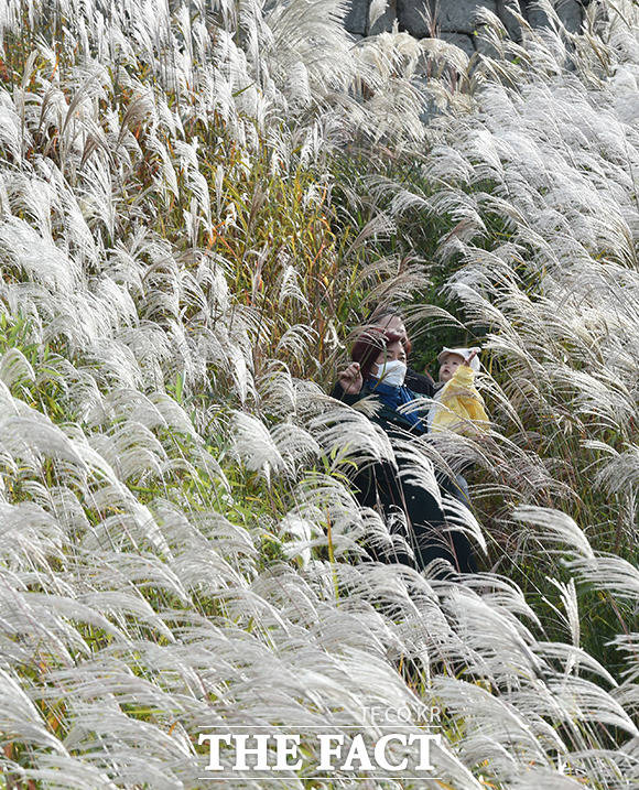 수원 화서공원 갈대밭에서 가을 정취를 느끼는 시민들. /뉴시스