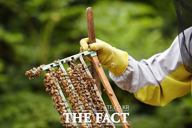 전북 전주시가 양봉산업의 육성 및 지원에 관한 법률이 최근 발효됨에 따라 내달 30일까지 양봉농가 등록 신청을 받는다고 19일 밝혔다. /사진=(유)필통 제공