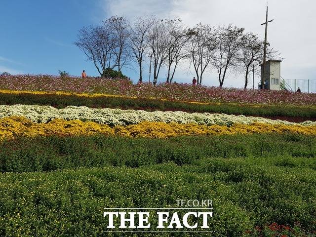 오는 23일부터 11월 22일까지 총 31일간 사전예약제로 운영되는 한순군 화순읍 남산공원의 국화꽃 전경./ 화순군 제공
