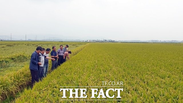 정읍시의 식량 산업발전 5개년 종합계획이 농림부로부터 최종 승인됨에 따라 앞으로 5년 동안 1544억 원을 투자해 총 21개 사업을 추진한다고 21일 밝혔다. /정읍시 제공