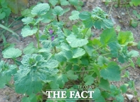  농진청 “겨울 잡초 광대나물 11월에 뿌리 뽑아야”