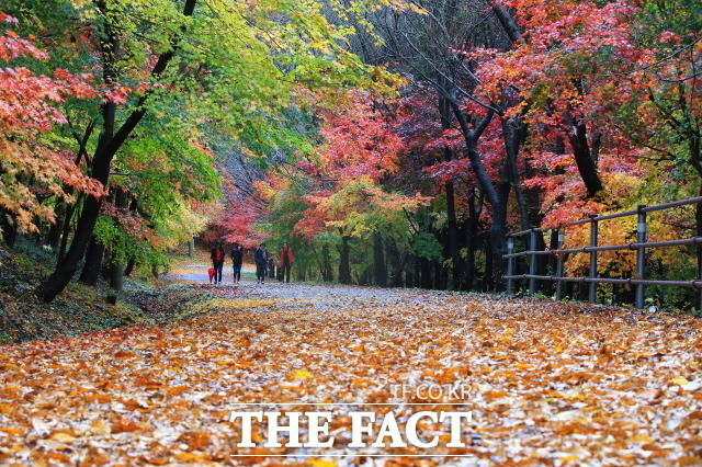 2012년 산림청 등에서 주최한 ‘아름다운 숲 10선’에 선정된 너릿재 옛길은 낭만을 즐길 수 있다./ 화순군 제공