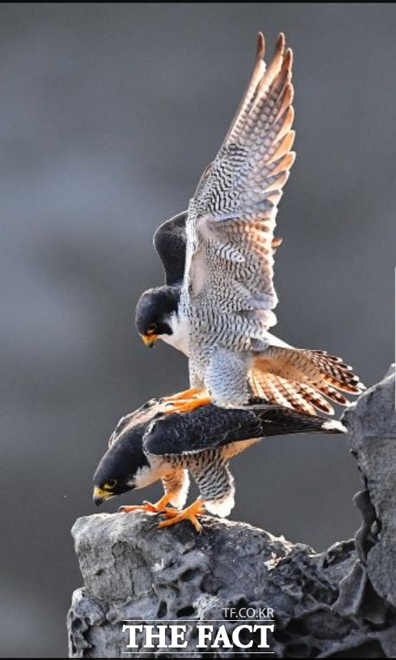 제주도는 맹금류의 이동경로, 번식유무, 개체수 변화 등을 파악할 수 있는 최적의 조건을 갖추고 있다. 해안 절벽에서 서식하고 있는것으로 확인된 매는가 총 18쌍이다./제주도 민속자연사박물관 제공