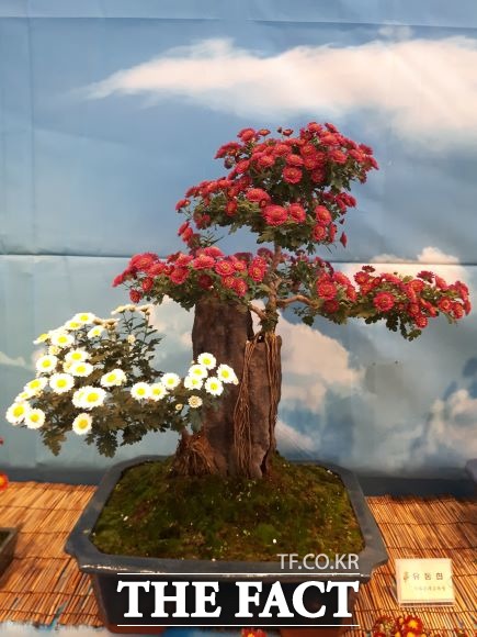 제주도 농업기술원 제주농업기술센터는 오는 6일부터 20일까지 15일간 제주도청 및 KBS제주방송총국에서 ‘제9회 제주시국화분재연구회 작품전시회’를 개최한다/제주농업기술센터 제공