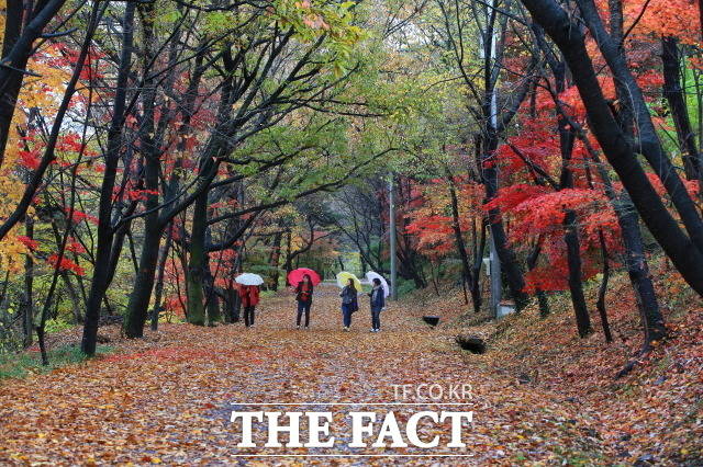‘가을 여인’으로 유명한 구절초 단지와 잎이 작고 색이 고은 애기단풍이 울긋불긋 숲길을 물들인 전남 화순군 너릿재 옛길이 전남도가 주관한 ‘걷고 싶은 전남 숲길 공모’사업에서 가을 대표 숲길로 선정돼 우수상을 받았다. 사진은 너릿재 옛길 모습./ 화순군 제공