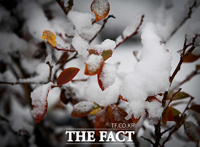 3일 전국의 기온이 내려가 쌀쌀한 가운데 전날 밤부터 새벽 사이 강원 산지에 눈이 내려 쌓일 것으로 보인다. /더팩트 DB