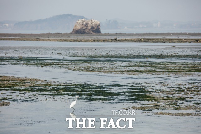 전북 군산 만경강과 부안 조류지 야생조류 분변에서 조류인풀루엔자(AI) 항원이 검출됐다. /사진=(유)필통 제공