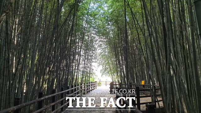 전남 담양군 대전면 태목리에 자리한 ‘담양 태목리 대나무 군락’이 국가지정문화재 천연기념물 제560호로 지정됐다. 사진은 태목리 대나무 군락지 내 조성된 탐방길 모습./담양군 제공