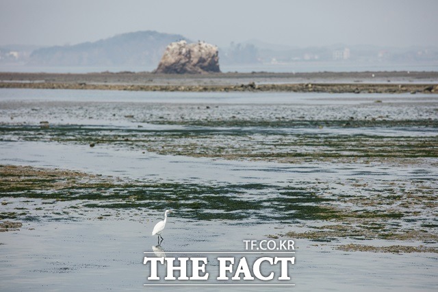 전북도는 부안 조류지에서 채취한 야생조류 분변을 녹림축산검역본부에 정밀검사를 의뢰한 결과 저병원성 AI 항원으로 확인됐다고 11일 밝혔다. /사진=(유)필통 제공