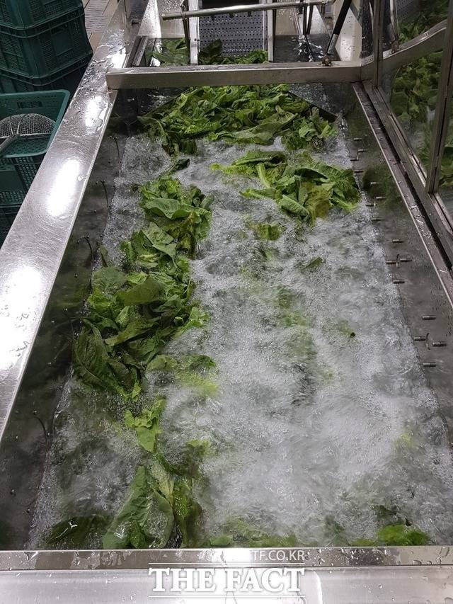 함평군 농산물가공센터에서 흑하랑을 동결건조하기 위해 세척하고 있는 모습./함평군 제공