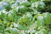  제주 특산 '돌외'에서 강력 바이러스 효능 소재 발견