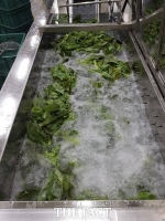  함평군 토종상추 ‘흑하랑’ 기능성 식품개발 원료로 납품