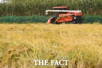  '쌀값 오른다' 역대급 장마로 쌀 생산량 51년 만에 최저