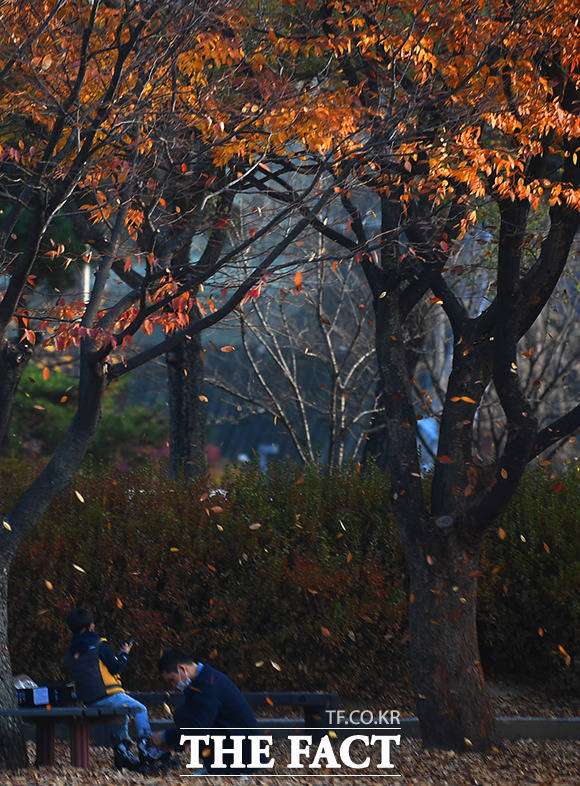완연한 가을날씨를 보인 14일 오후 서울 영등포구 여의도공원 가로수의 낙엽이 바람에 흩날리고 있다. /이동률 기자