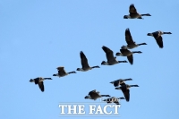  '고병원성 AI' 발생…정부, 덴마크·프랑스 가금류 수입 금지