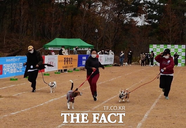힘들어하는 참가자들과 달리 앞서 달리던 애완견이 뒤를 돌아보여 여유롭게 달리고 있다./포항=김달년기자