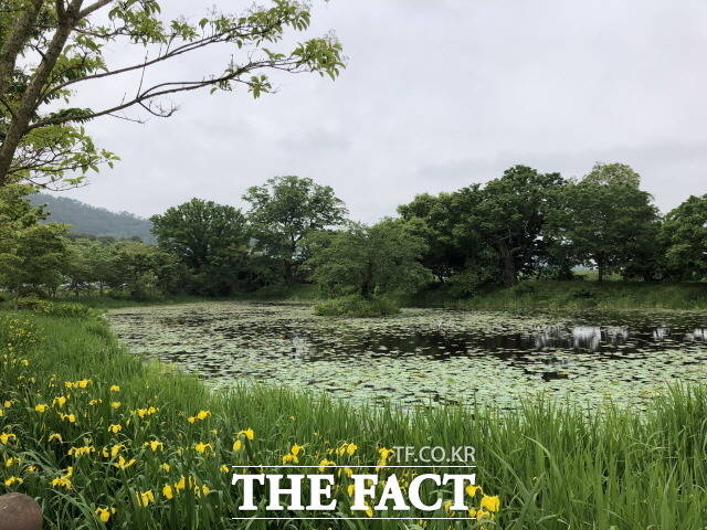 조선 숙종시절 효성이 지극하다 소문난 죽산 안 씨에게 하사된 효자각이 있는 전남 함평군 나산면 나산리 모정마을숲이 국가산림문화자산으로 신규 지정됐다./함평군 제공