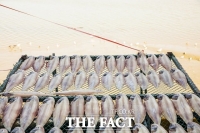  전북도, 중국 불법조업으로 줄어든 서해안 특산어종 박대 인공 생산 성공