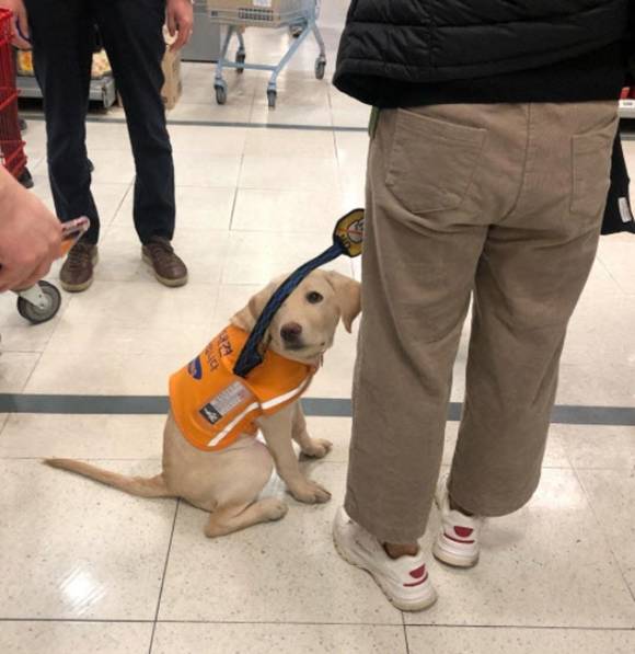 롯데마트 잠실점 직원이 훈련 중인 시각장애인 안내견의 출입을 막은 사실이 알려지면서 논란이 일었다. /인스타그램