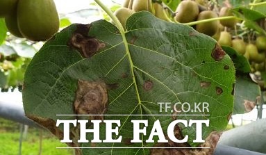 제주도 농업기술원은 올해 도내 재배되고 있는 키위에서 발병되고 있는 점무늬병 원인균인 코리네스포라 카시코라(Corynespora cassiicola), 클라도스포리움(Cladosporium sp.), 알타나리아(Alternaria sp.) 등 3종의 병원균을 분리했다고 밝혔다. / 제주도농업기술원 제공